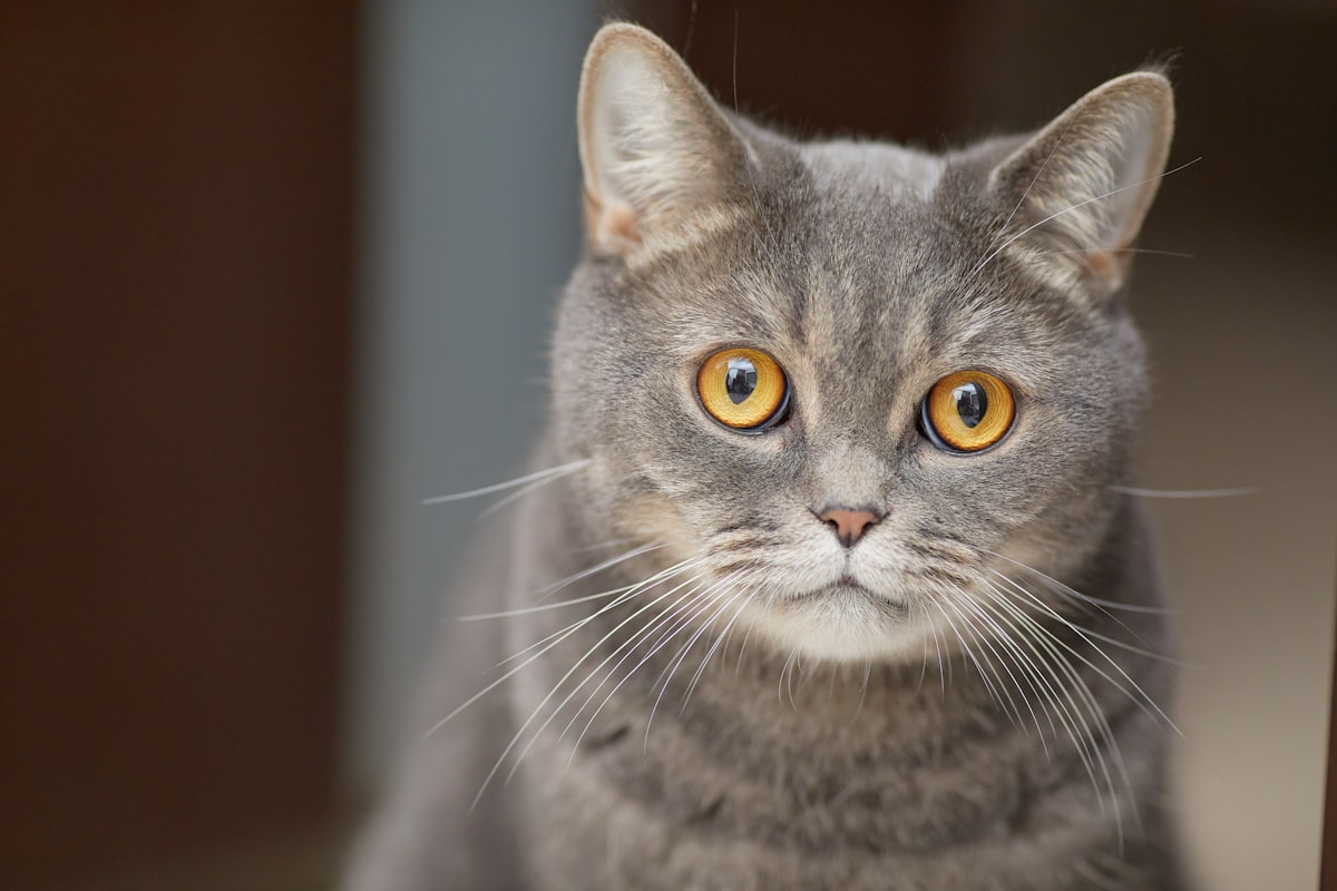 琥珀色の瞳のグレーねこ、ごま