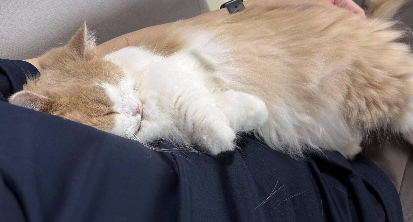 ひざの上で眠る看板ねこのうに