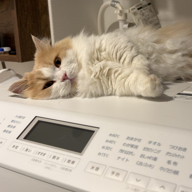 洗濯機の上でごろんとするうに